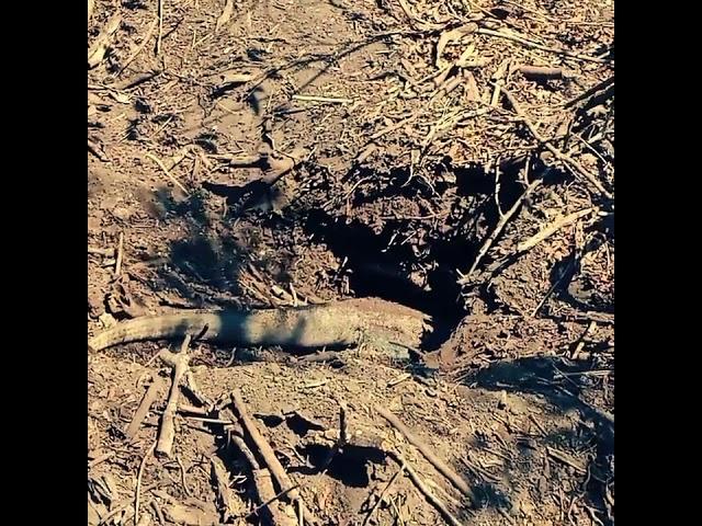 How the female komodo dragon dig her burrows