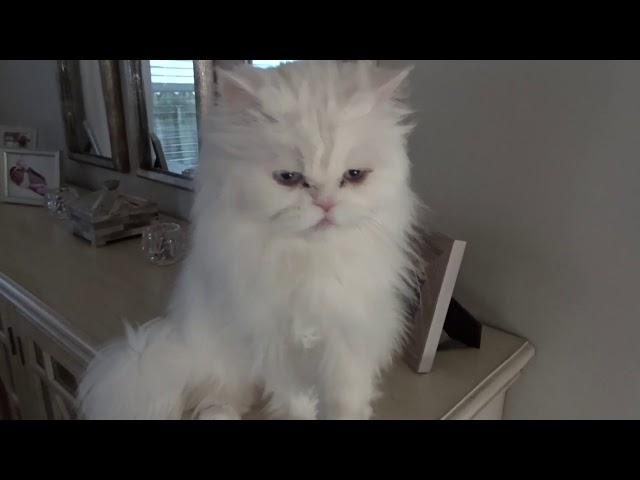 Persian cat talking cat talk with me.