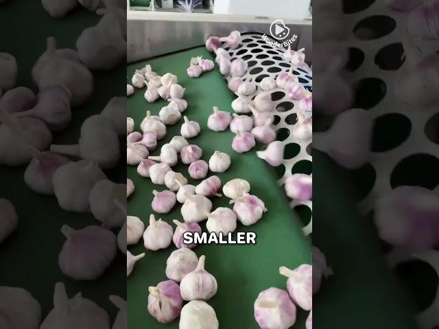 How Garlic Gets Sorted Like a PRO!