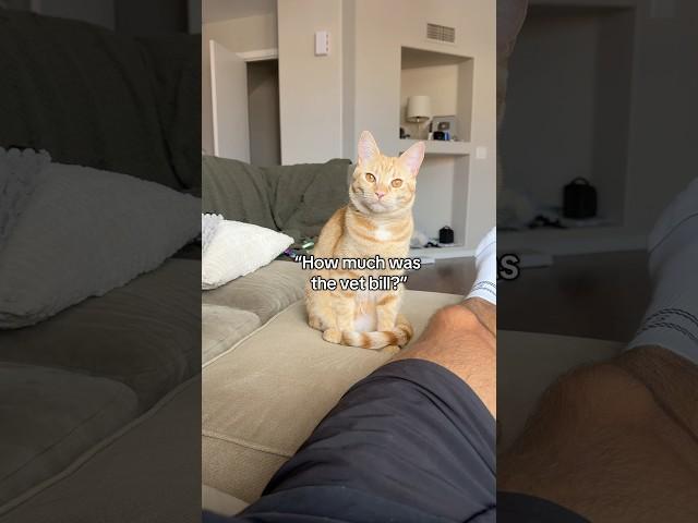 The cost of my cats vet bill
