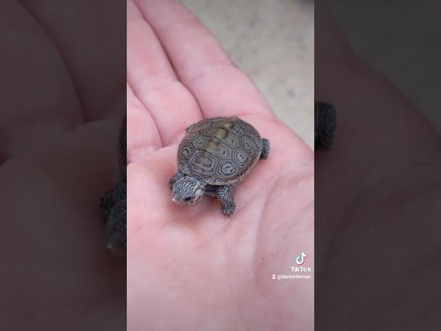 FOUND BABY TURTLES! 