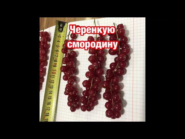Черенкование смородины.