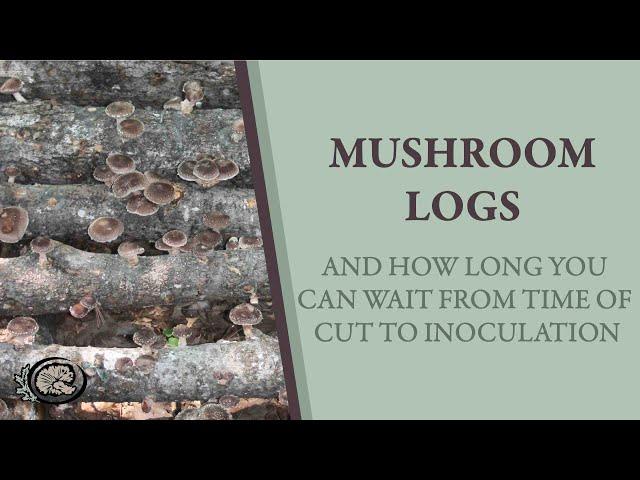 How Long Can I Store my Mushroom Logs BEFORE Inoculating?