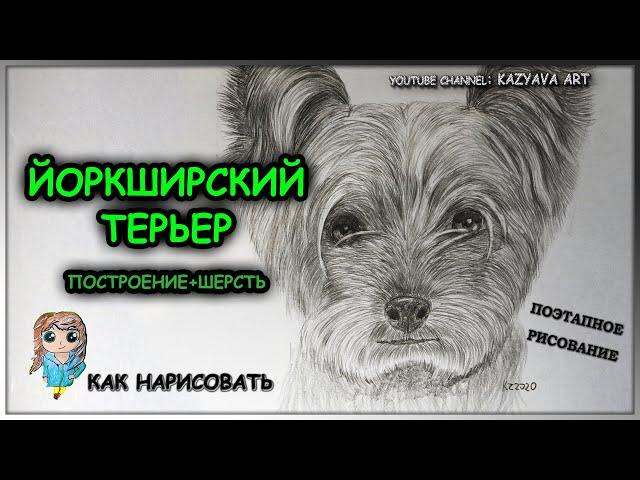 Как нарисовать собаку породы Йоркширский терьер карандашом. Построение и рисую шерсть.