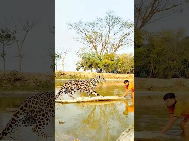 open tiger my village attack  #vfx #wildlife #animals #foryou #shorts #subscribe #viralvideo