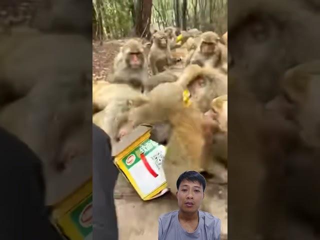 The greedy monkays #VDS monkey 222