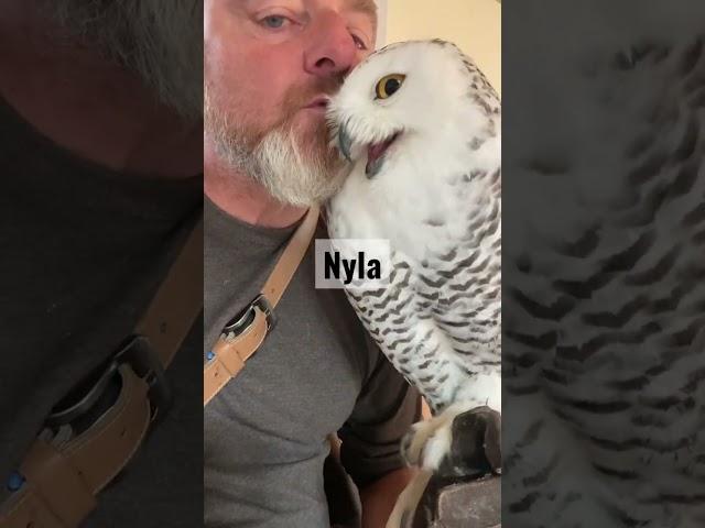 Nyla is back being trained for the winter owl encounters