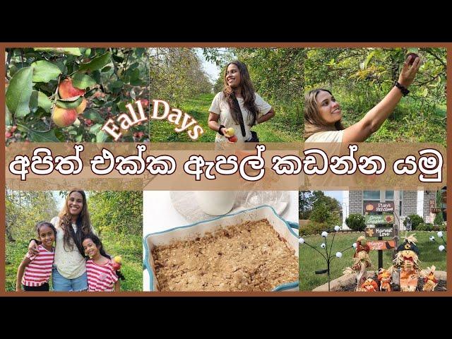 අපිත් එක්ක ඇමරිකාවේ ඇපල් කඩන්න යමු | APPLE PICKING | MOM LIFE WITH HESHI