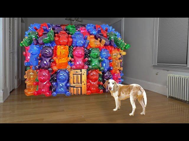 Dog Surprised with Gummy Bear House!