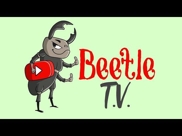 Welcome to Beetle TV! My channel for beetle keeping, care and tips!