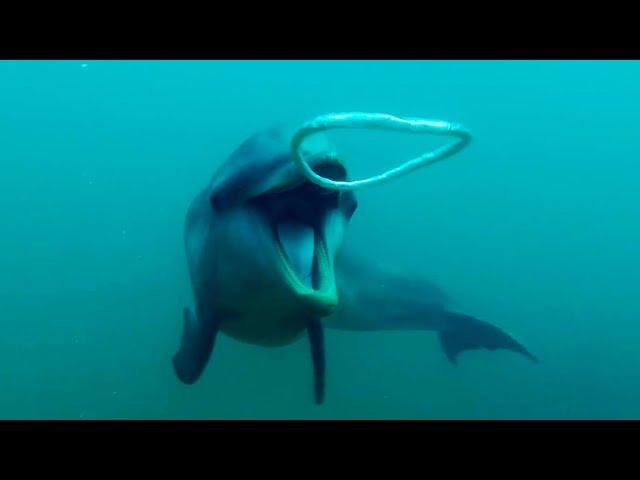 Dolphins React to Bizarre Bubbles | Ocean Giants | BBC Earth