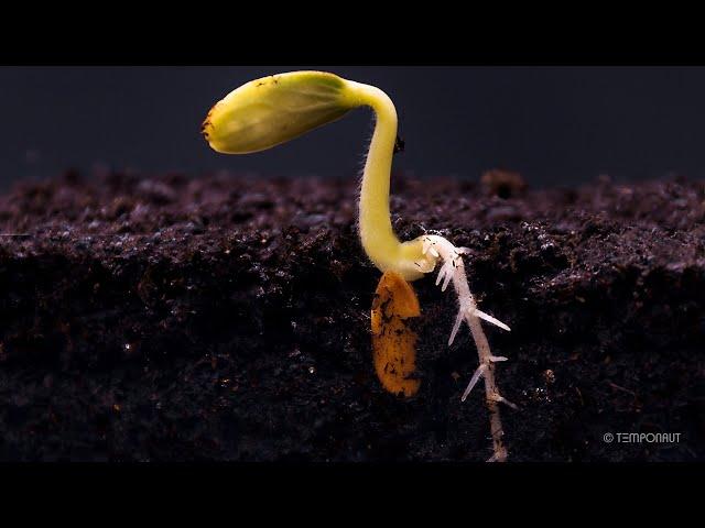 Root Growth Timelapse | Soil Cross Section