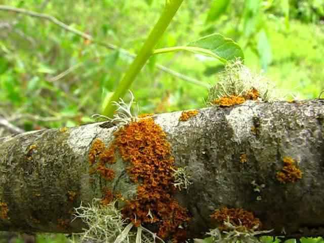 Lichen Identification Methods