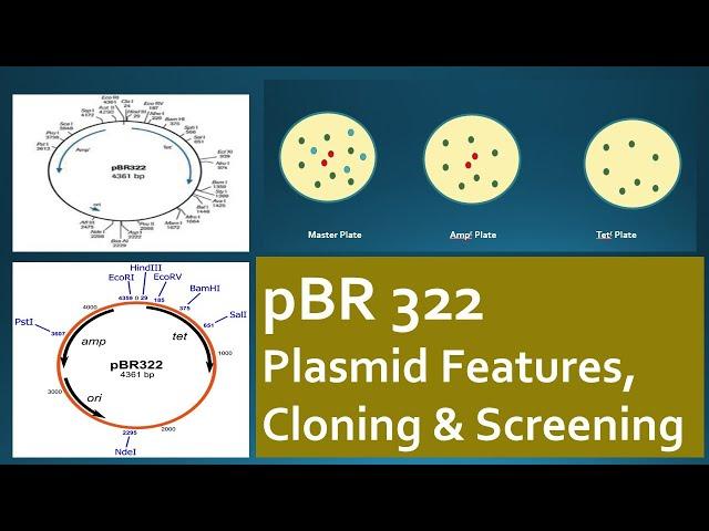 pBR322: Plasmid Features, Cloning & Screening - Cloning Vector Expained