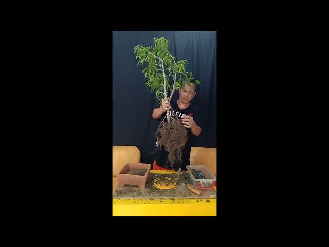 Bonsai Hunting in the Street ficus benjamina 0003