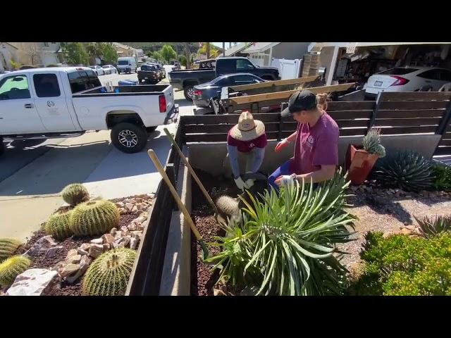 Moving a Huge Pachypodium Lameryi!