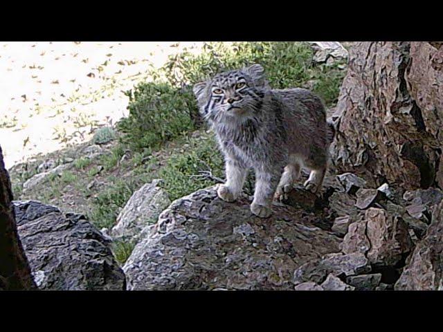 Pallas Cat / Manul:  Cryptic Feline of the Mongolian Steppe