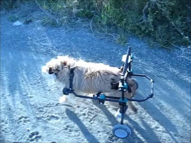 dog on wheel chair