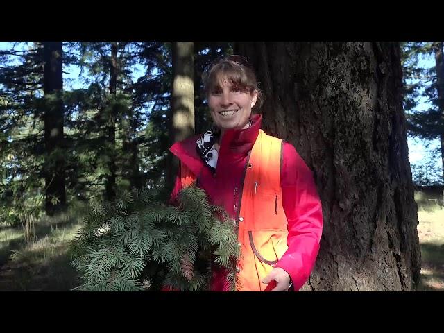 Pseudotsuga menziesii (Douglas-fir), Pinaceae