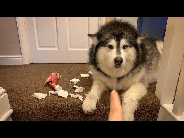 NAUGHTY NIKO STRIKES AGAIN | BAD DOG LEFT ALONE FOR 2 HOURS