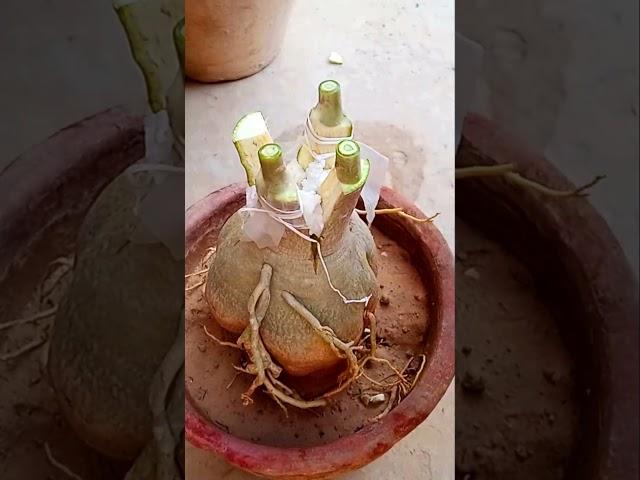 Multiple Grafting Method On Adenium Plant #shorts #short# adenium #plants #grafting #viralvideo