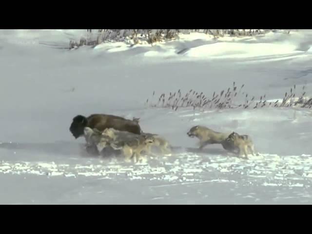 Волки против бизона | Wolves vs. Bison