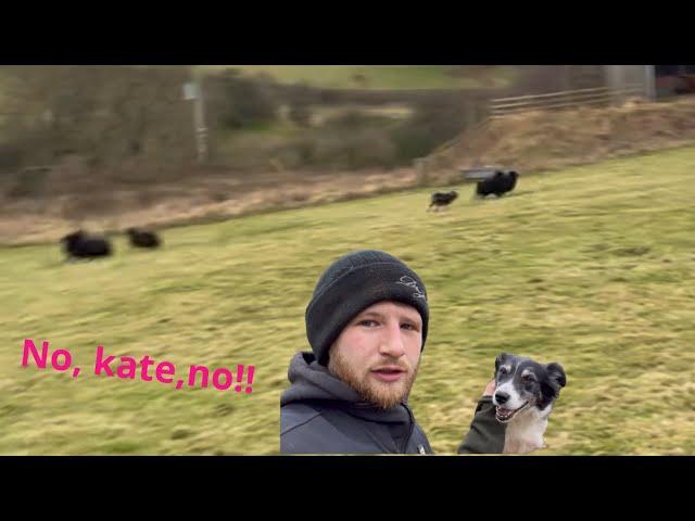 Crazy sheepdog Losses control while Herding sheep