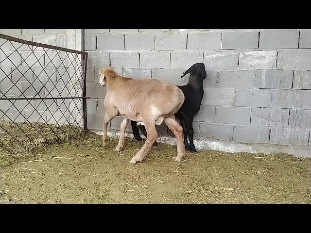 2! Кочкорики 5 месячные