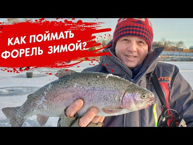 Как поймать МНОГО ФОРЕЛИ зимой? Самая уловистая приманка!