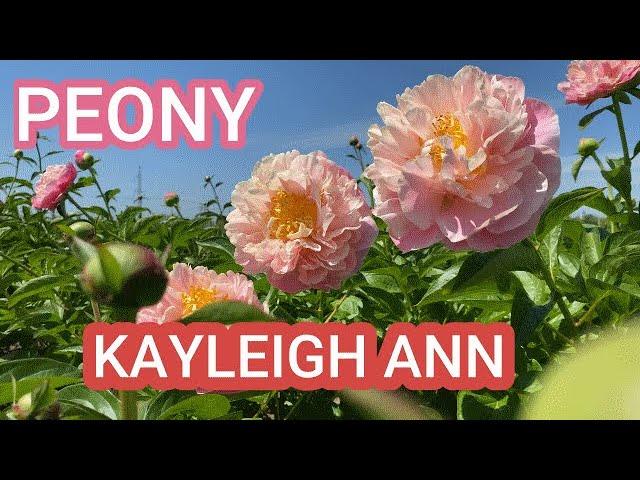 Крупный персиковый пион KAYLEIGH ANN / Сад Ворошиловой