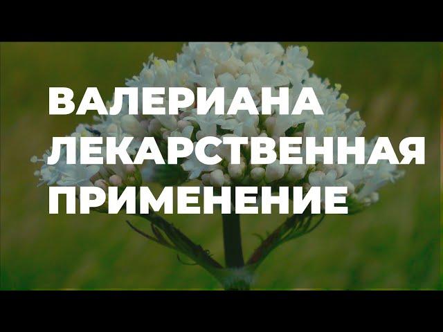 Валериана лекарственная - лечебные свойства / Захар Травник