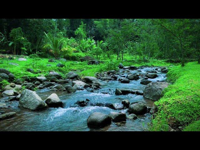 Beautiful Stream Sound in the Deep Forest -Birds Chirping, Beautiful Peaceful Nature for a Calm Soul