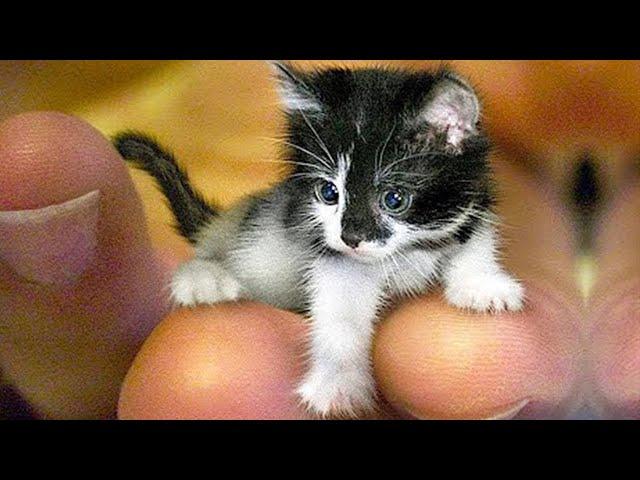 Funny cats video! The Funniest Animals. Funny cat  #6