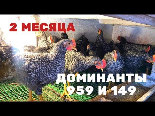 Доминанты 959 и 149.  2 месяца ( 60 дней)