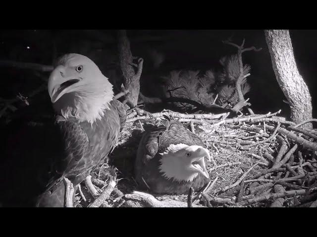 Late Night Alert️Great Teamwork Jackie & ShadowChicks Hunker Down@FOBBVCAM 2025-03-04