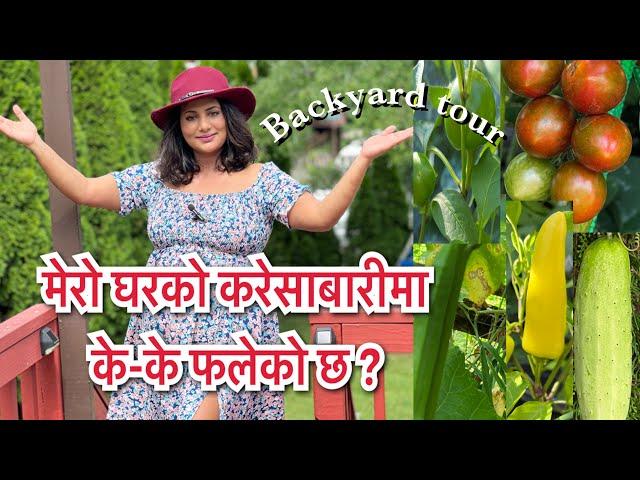 मेरो करेसाबारीमा के-के फलेको छ ?Backyard tour/ Richa Ghimire/well done creations/backyard/