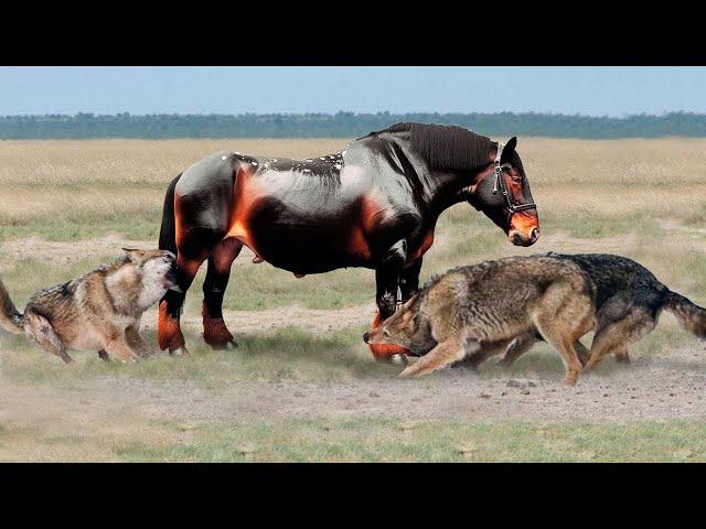 Эти Хищники Были Обречены! Редкие Сражения Животных , Снятые на Камеру