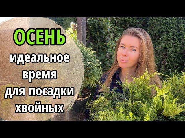 Это лучшее время для посадки хвойных растений. Сажаем хвойные осенью правильно