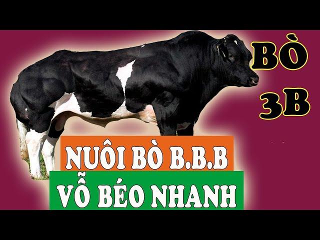 NUÔI BÒ 3B VỖ BÉO - BÍ QUYẾT KINH ĐIỂN GIÚP BÀ CON LÃI CAO | VTC16