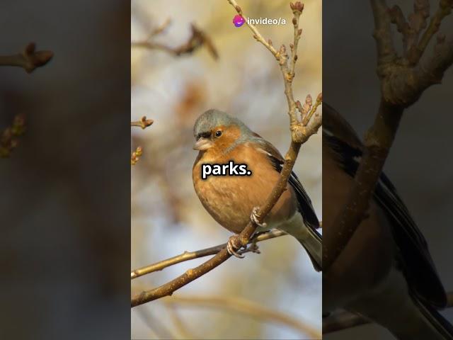 Mind Blowing Facts About Chaffinches!  #birds #bigcat #bigcats