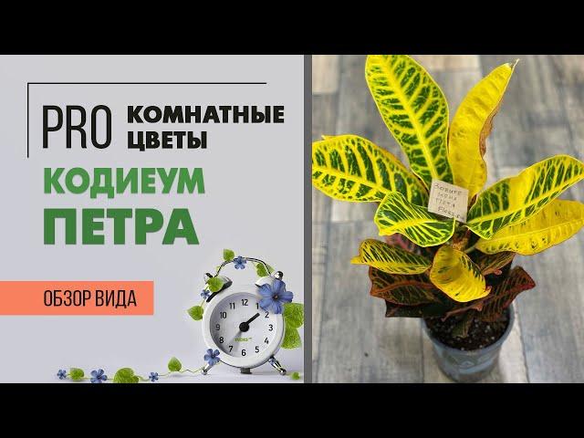 Комнатное растение Кодиеум  или Кротон сорта Петра | Правильный уход за кротоном