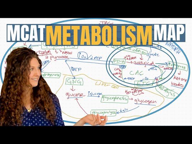 MCAT Biochemistry: The 13 Metabolic Pathways Explained