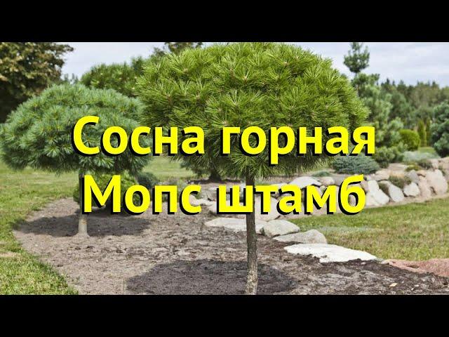 Сосна горная мопс штамб. Краткий обзор, описание характеристик, где купить крупномеры pinus mugo