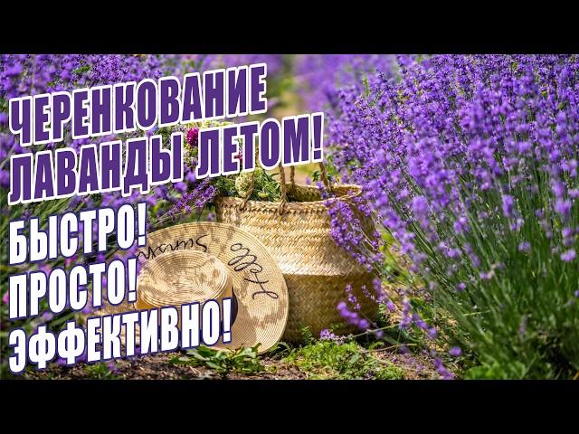 ЧЕРЕНКОВАНИЕ ЛАВАНДЫ ЛЕТОМ! ПРОСТОЙ И ЭФФЕКТИВНЫЙ 100% СПОСОБ! САМЫЙ УСПЕШНЫЙ СПОСОБ ЧЕРЕНКОВАНИЯ!