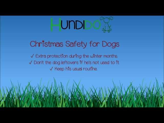 Christmas Safety for Dogs