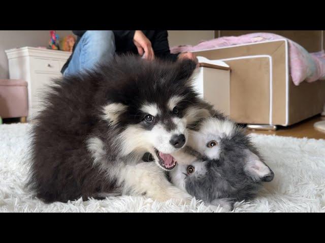 Adorable Malamute Puppy Reacts To New Dog! (He's So Cute!!)