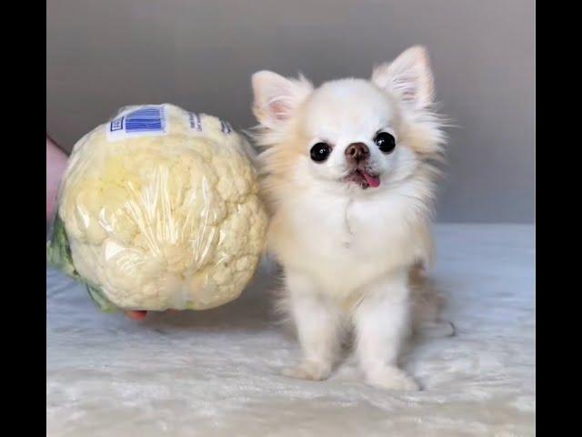 How Small Is Chihuahua Cedric? Part 4 #shorts