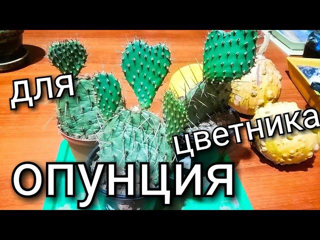 Зимостойкий кактус/ Кактус для цветника/ Опунция Каманчаская/ #кактус #опунция #pricklypear #cactus