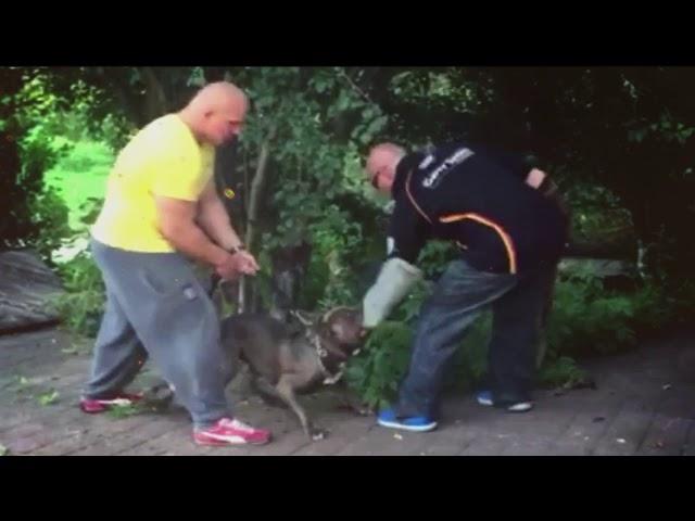 Aleksey Loktionov dog handler and Bucks American Bulli  training