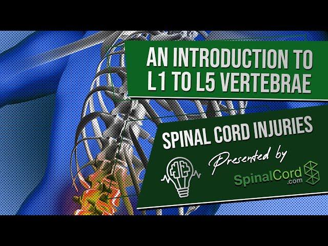 Spinal Cord Injuries L1, L2, L3, L4, & L5 Vertebrae Explained. Symptoms, Recovery, Causes, Prognosis